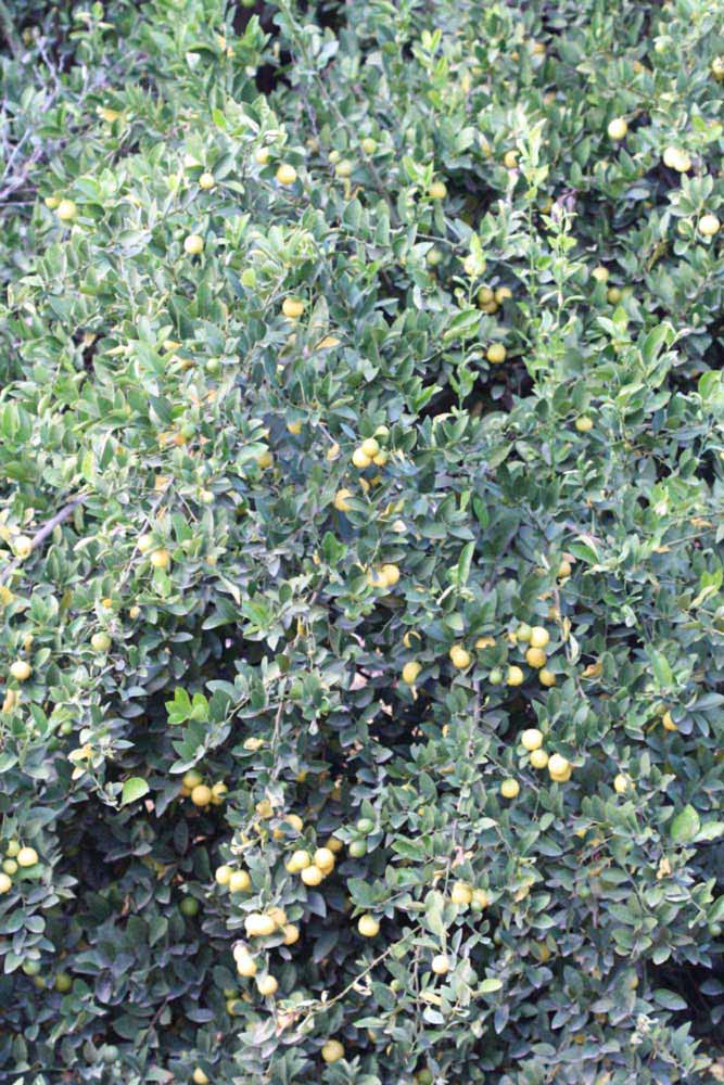            Habit (Stow #7, Riverside, CA)   